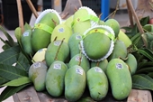 An Giang exporta mangos de cáscara verde a Australia y Estados Unidos