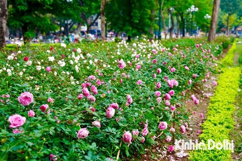 Hanói Miles de rosas florecen en el parque Thong Nhat en vísperas del nuevo año lunar