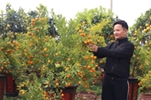 Hanói organizará Festival de melocotón, kumquat y productos OCOP en saludo al Tet 2024