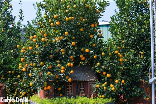 Kumquat en aldea vietnamita de Tu Lien da frutos en saludo al Tet