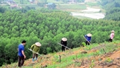 Vietnam se aproxima a la meta de plantación de mil millones de árboles