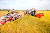 Australia financia la transformación de la cadena de valor del arroz en el delta del Mekong