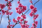 Disfrutan de brillante y frágil belleza de flores de cerezo