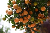 La aldea del árbol ornamental kumquat en Hanói acoge la llegada de la primavera