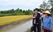 Bac Lieu busca desarrollar modelo de cultivo combinado arroz – camarón