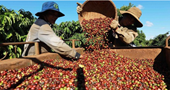 Vietnam entre cinco mayores productores de café del mundo