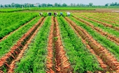 La agricultura vietnamita necesita una estrategia de marca adecuada