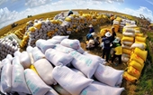 Vietnam promueve producción, negocios y exportación de arroz sostenibles, transparentes y eficaces
