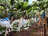 Vietnam acelera promoción comercial y presentación de productos agrícolas orgánicos en Australia