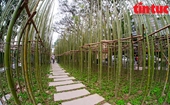 “Bosque de bambú” en miniatura en el corazón de Hanói