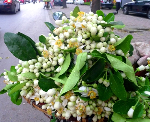 Perfume de flor de pomelo en Hanói