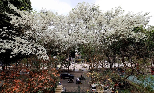 Flores de Sua blanquean Hanoi cuando cambian las estaciones