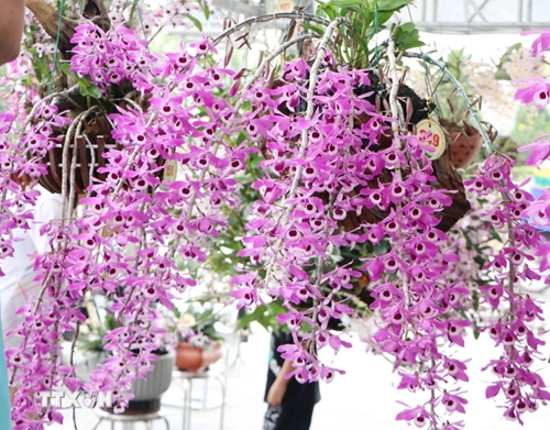 Las orquídeas florecen en la Exposición de Colores de Lai Chau