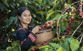 Las exportaciones de café aumentan en el primer trimestre de 2024