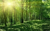 Aprovechar el valor de los múltiples usos del ecosistema forestal
