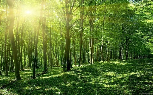 Desarrollar el valor de usos múltiples del ecosistema forestal