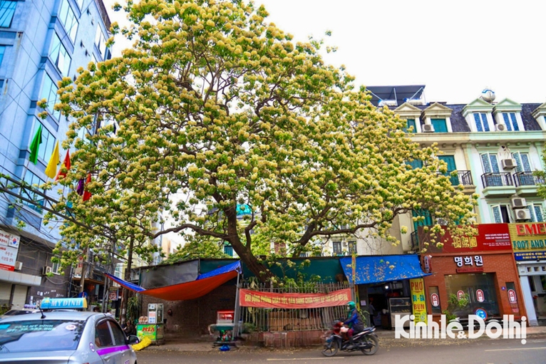 El árbol de 300 años de Hanói desprende un agradable aroma