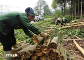 Vietnam se esfuerza por continuar siendo el mayor exportador mundial de canela