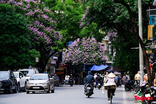 Flores moradas de Lagerstroemia adornan las calles de Hanói